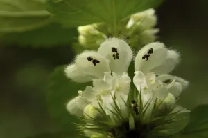 Wildlife Close Up Drucke: Macro