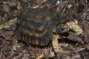 Uninhabited Natural Preserve Photos Drucke: Madegassian flatback turtle (Pyxis planicauda)