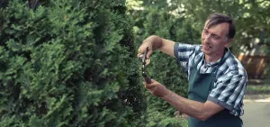 Tree Pruning Drucke: Man pruning tree with clippers