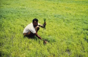 Farmer At Work Drucke: Man working in Fields