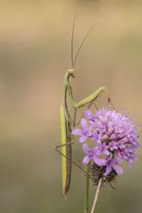 Wild Animal Macro Shots Drucke: mantis