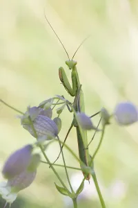 Baden Wurttemberg Insects Drucke: mantis