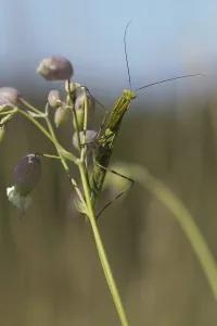 Southern Germany Insects Drucke: mantis