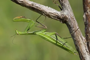 Southern Germany Insects Drucke: mantis