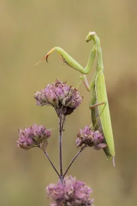 Baden Wurttemberg Fauna Drucke: mantis