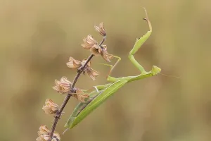 Southern Germany Insects Drucke: mantis
