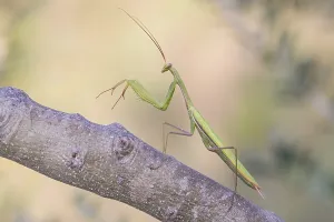 Insect Macro Photography Drucke: mantis