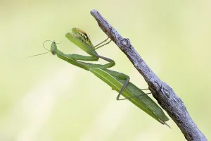 Baden Wurttemberg Fauna Drucke: mantis