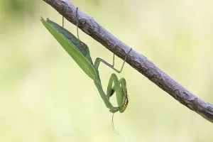 Baden Wurttemberg Fauna Drucke: mantis