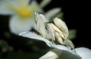 Wildlife Photography Malaysia Drucke: Mantis (Mantodea)