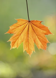 Close Up Maple Leaf Drucke: Maple leaf (Acer)
