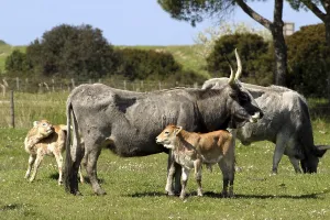 Juvenile Animal Husbandry Drucke: Maremman cattle