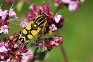 No People In The Wild Drucke: Marsh hoverfly
