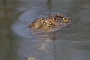 Amphibian Courtship Display Drucke: Mating of the common toad, Bufo bufo
