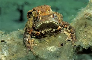 Amphibian Courtship Display Drucke: Mating of common toads, Bufo bufo