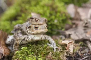Bufo Bufo Reproduction Drucke: Two mating Common toads (Bufo Bufo)