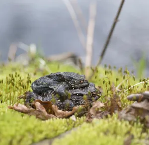 Bufo Bufo Reproduction Drucke: Two mating Common toads (Bufo Bufo)