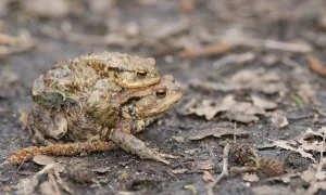 Amphibian Courtship Display Drucke: Two mating Common toads (Bufo Bufo)