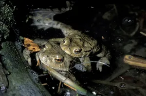 European Toad Habitat Drucke: Mating of common toads (Bufo bufo)