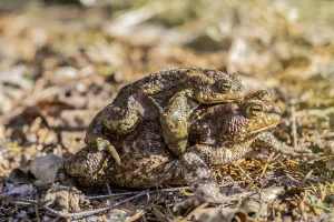 Bufo Bufo Reproduction Drucke: Mating common toads (Bufo bufo)
