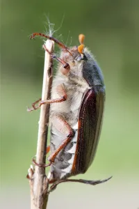 Beetle Fauna Images Drucke: Maybug