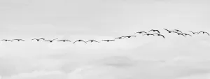 Common Crane Migration Drucke: Migrating cranes, Grus grus (Common crane)