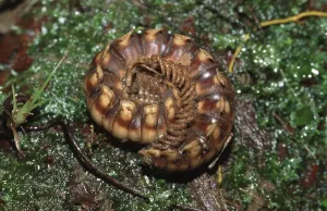 Arthropod Images Drucke: Millipede (Nyssodesmus python), centipede
