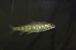 Water Animals Images Drucke: Minnow (Phoxinus phoxinus)