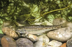 Freshwater Wildlife Drucke: Minnow (Phoxinus phoxinus)