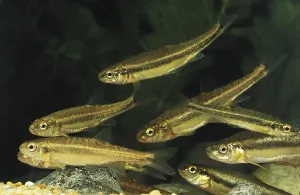 Wildlife Photography Underwater Scene Drucke: Minnow (phoxinus phoxinus)