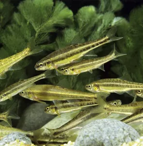 Bony Fish In Nature Drucke: Minnow (phoxinus phoxinus)