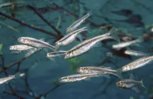 Underwater Fish Photo Drucke: Minnows, Austria (Phoxinus phoxinus)