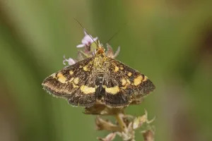 Moths In Natural Habitat Drucke: Mint Moth