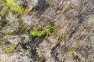 Springtime In Southern Germany Drucke: Mixed forest in spring, screen table forest