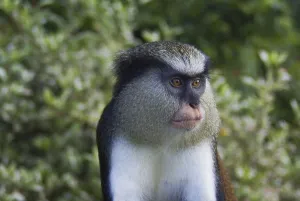 Lesser Antilles Wildlife Drucke: Mona monkey (Cercopithecus mona) introduced species