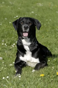 Mongrel Dog Photography Drucke: Mongrel