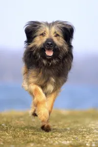 Mongrel Dog Drucke: Mongrel