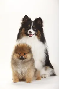 Mongrel Puppy Drucke: Mongrel, Pointed Mongrel and Dwarf Pointed