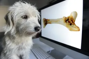 Deserted Technology Scene Drucke: Mongrel Terrier looking at a computer screen with a bone