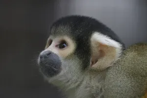 Captive Animal Head Shot Drucke: Monkey
