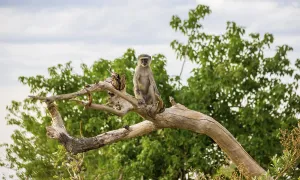 No People In Africa Drucke: Monkey