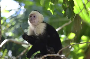 Deserted Jungle Drucke: Monkey