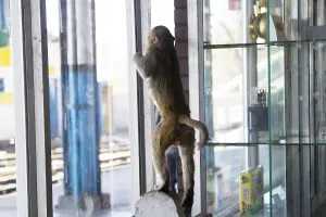 Affe erkundet den Fensterbereich.