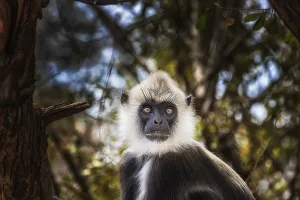 Old World Monkey Images Drucke: Monkey Indian langur (Semnopithecus)