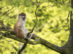 Deserted Trees Drucke: Monkey on a tree