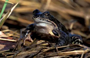 Nature Animal Pictures Drucke: Moor frog