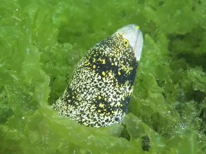 Secret Bay Bali Dive Site Drucke: A moray eel with a yellow pattern