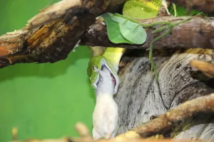 Green Tree Python Drucke: Morelia viridis or Green Tree Python (Chondropython viridis)