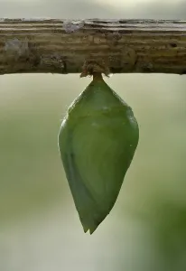 Metamorphosis In Nature Drucke: Morpho anaxibia (Morpho anaxibia)