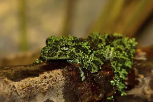 Theloderma Corticale Drucke: Moss frog (Theloderma corticale)